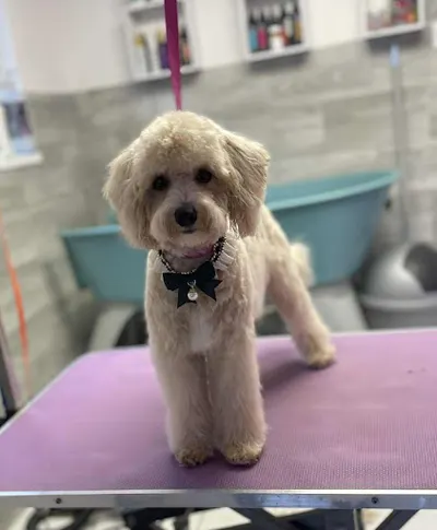 Salon pielęgnacji psów Perfect